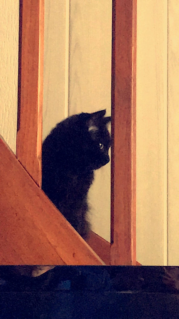 Pepette participe au concours pour gagner de l'argent avec cette photo : black, black_cat, carnivore, cat, chartreux, domestic_short_haired_cat, felidae, small_to_medium_sized_cats, tail, whiskers, wood