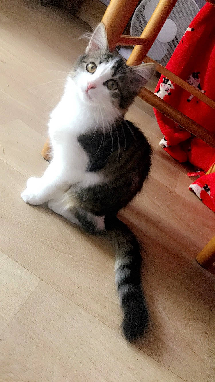 Agrid Choupette Sauterelle participe au concours pour gagner de l'argent avec cette photo : american_curl, carnivore, cat, domestic_long_haired_cat, domestic_short_haired_cat, eye, felidae, fur, kitten, mammal, norwegian_forest_cat, paw, polydactyl_cat, ragamuffin, siberian, small_to_medium_sized_cats, snapshot, tail, turkish_angora, whiskers