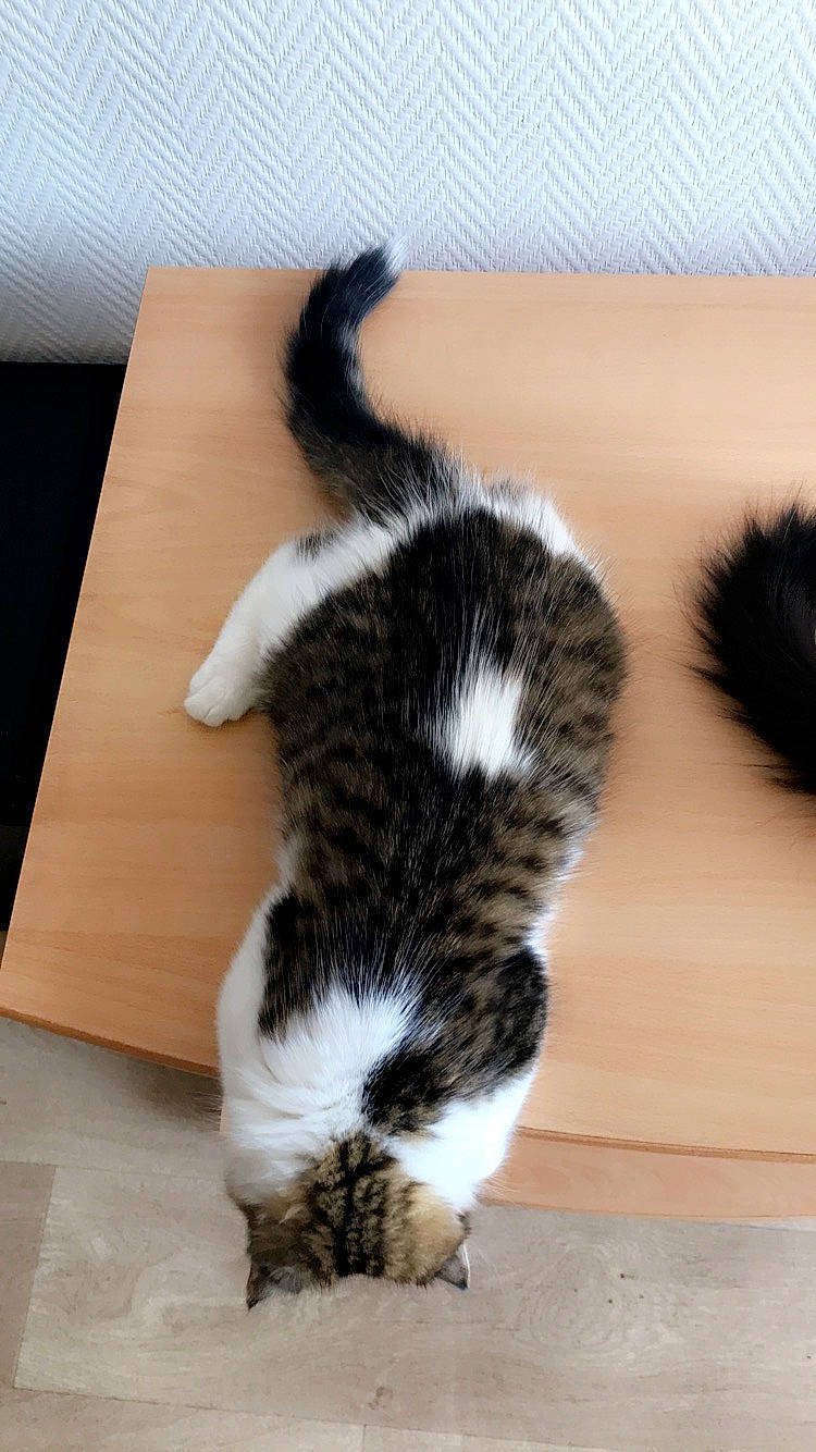 Agrid Choupette Sauterelle participe au concours pour gagner de l'argent avec cette photo : american_wirehair, carnivore, cat, claw, domestic_short_haired_cat, european_shorthair, felidae, fur, kitten, norwegian_forest_cat, paw, polydactyl_cat, small_to_medium_sized_cats, tail, whiskers