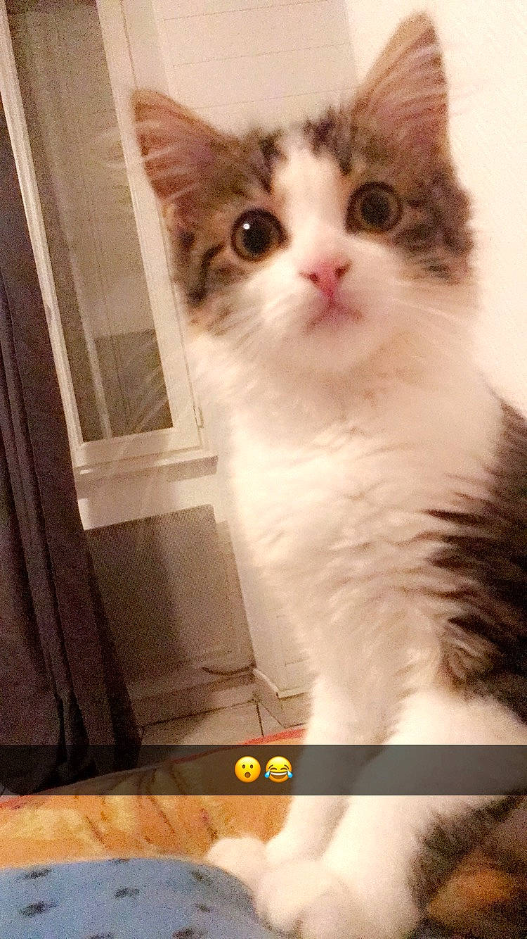 Agrid Choupette Sauterelle participe au concours pour gagner de l'argent avec cette photo : aegean_cat, american_wirehair, british_semi_longhair, carnivore, cat, domestic_long_haired_cat, domestic_short_haired_cat, european_shorthair, fawn, felidae, kitten, mammal, norwegian_forest_cat, polydactyl_cat, ragamuffin, siberian, small_to_medium_sized_cats, whiskers