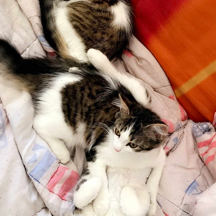 Agrid Choupette Sauterelle