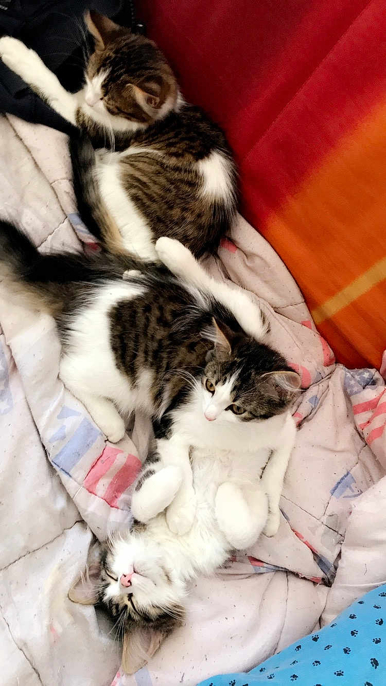 Agrid Choupette Sauterelle