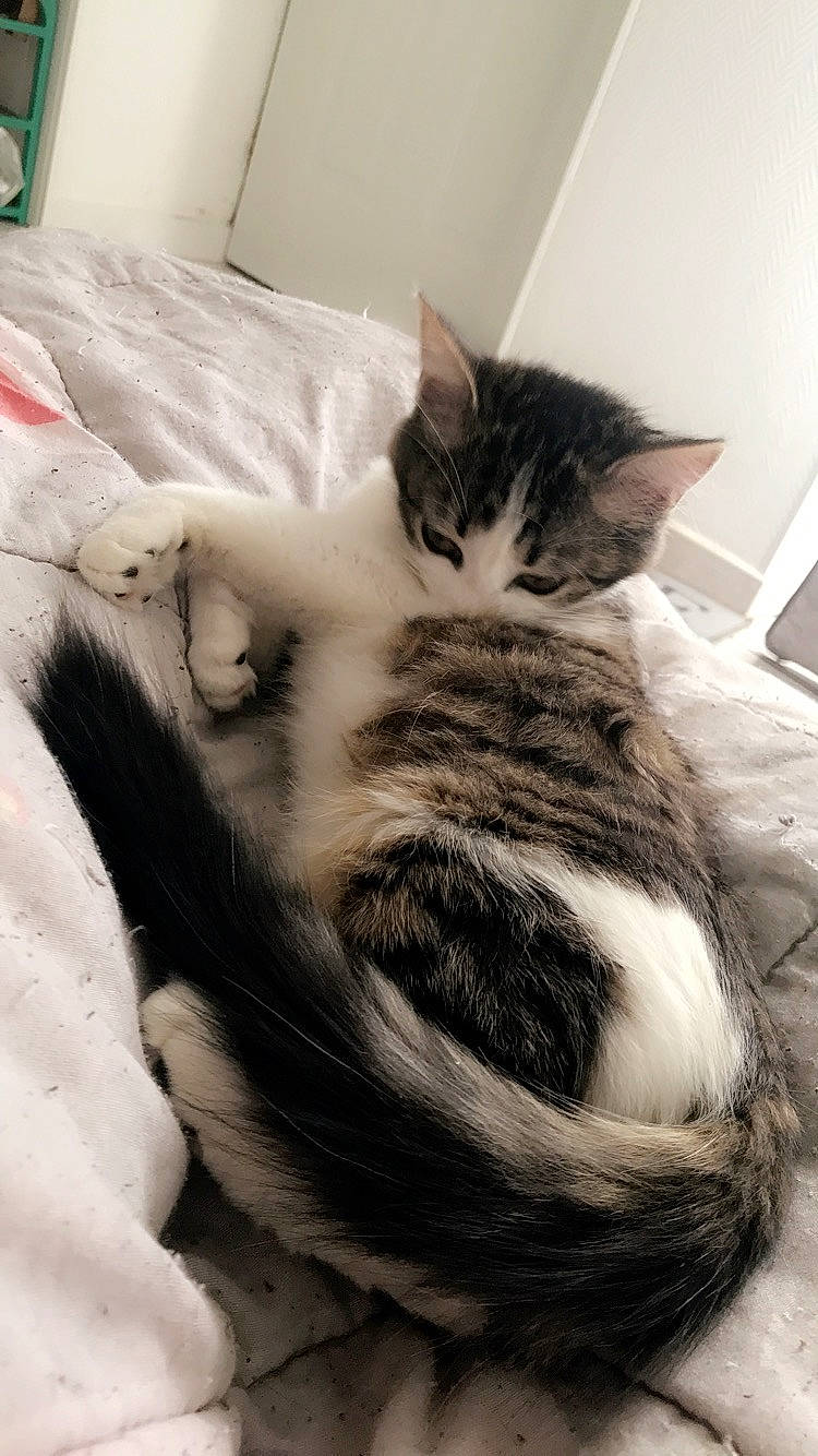 Agrid Choupette Sauterelle participe au concours pour gagner de l'argent avec cette photo : aegean_cat, asian, black_and_white, carnivore, cat, domestic_short_haired_cat, ear, european_shorthair, felidae, fur, kitten, nap, small_to_medium_sized_cats, snout, tail, whiskers