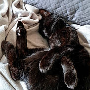 Milka a rejoint le concours — aidez-le/la à gagner de superbes lots ! cat, black_cat, sleeping, blanket, pillow, indoor, cozy, pet, fur, relaxing, resting, animal, whiskers, cute, domestic, feline, soft, comfort, nap, home