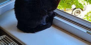 Milka a rejoint le concours — aidez-le/la à gagner de superbes lots ! cat, black_cat, windowsill, window, greenery, tree, sunlight, indoor, pet, animal, looking_out, nature, quiet, resting, fur, domestic_cat, house, daylight, plant, radiator