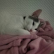 Neige a rejoint le concours — aidez-le/la à gagner de superbes lots ! cat, white_cat, gray_markings, blanket, pink_blanket, resting, sleepy, cozy, indoor, pet, fur, animal, cute, relaxed, soft_texture, head, lying_down, domestic_cat, quiet, calm