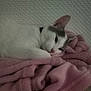 animal, blanket, calm, cat, cozy, cute, domestic_cat, fur, gray_markings, head, indoor, lying_down, pet, pink_blanket, quiet, relaxed, resting, sleepy, soft_texture, white_cat