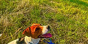Onyx a rejoint le concours — aidez-le/la à gagner de superbes lots ! blue_leash, brown_and_white, canine, daytime, dog, farm, field, grass, happy, hay_bale, leash, nature, outdoor, rural, scenery, sitting, sky, sunlight, tongue_out, trees