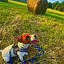 Onyx a rejoint le concours — aidez-le/la à gagner de superbes lots ! blue_leash, brown_and_white, canine, daytime, dog, farm, field, grass, happy, hay_bale, leash, nature, outdoor, rural, scenery, sitting, sky, sunlight, tongue_out, trees