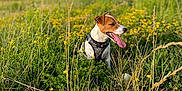 Onyx participe au concours pour gagner de l'argent avec cette photo : animal, canine, collar, daylight, dog, field, flora, grass, greenery, happy, leisure, nature, outdoor, pet, scenic, sitting, summer, sunlight, tongue_out, wildflowers