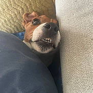 Onyx a rejoint le concours — aidez-le/la à gagner de superbes lots ! animal, blanket, brown, close_up, cozy, cushion, cute, dog, ears, face, fur, home, indoor, pet, relaxed, resting, snout, teeth, texture, white