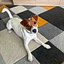 animal, brown, carpet, collar, curious, cute, dog, domestic, ears, floor, furniture, home, indoor, jack_russell_terrier, looking_up, lying_down, pet, playful, tail, white