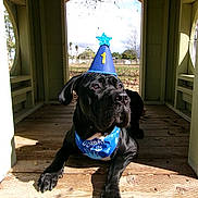 Jethro joined the competition — help win amazing prizes! dog, black_dog, party_hat, bandana, wooden_playhouse, sunlight, outdoor, park, grass, trees, sky, celebration, number_one, blue, pet, animal, canine, resting, daytime, nature