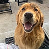 dog, golden_retriever, smiling, pet, animal, outdoor, concrete, patio, chair, table, towel, happy, fur, face, mouth_open, tongue, looking_up, daylight, domestic_animal, wooden_furniture