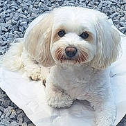 Molly joined the competition — help win amazing prizes! animal, art, canine, dog, paper, path, pebble, person, pet, photography, poodle, porcelain, pottery, puppy, road, rock, slate, terrier, text, whitedog