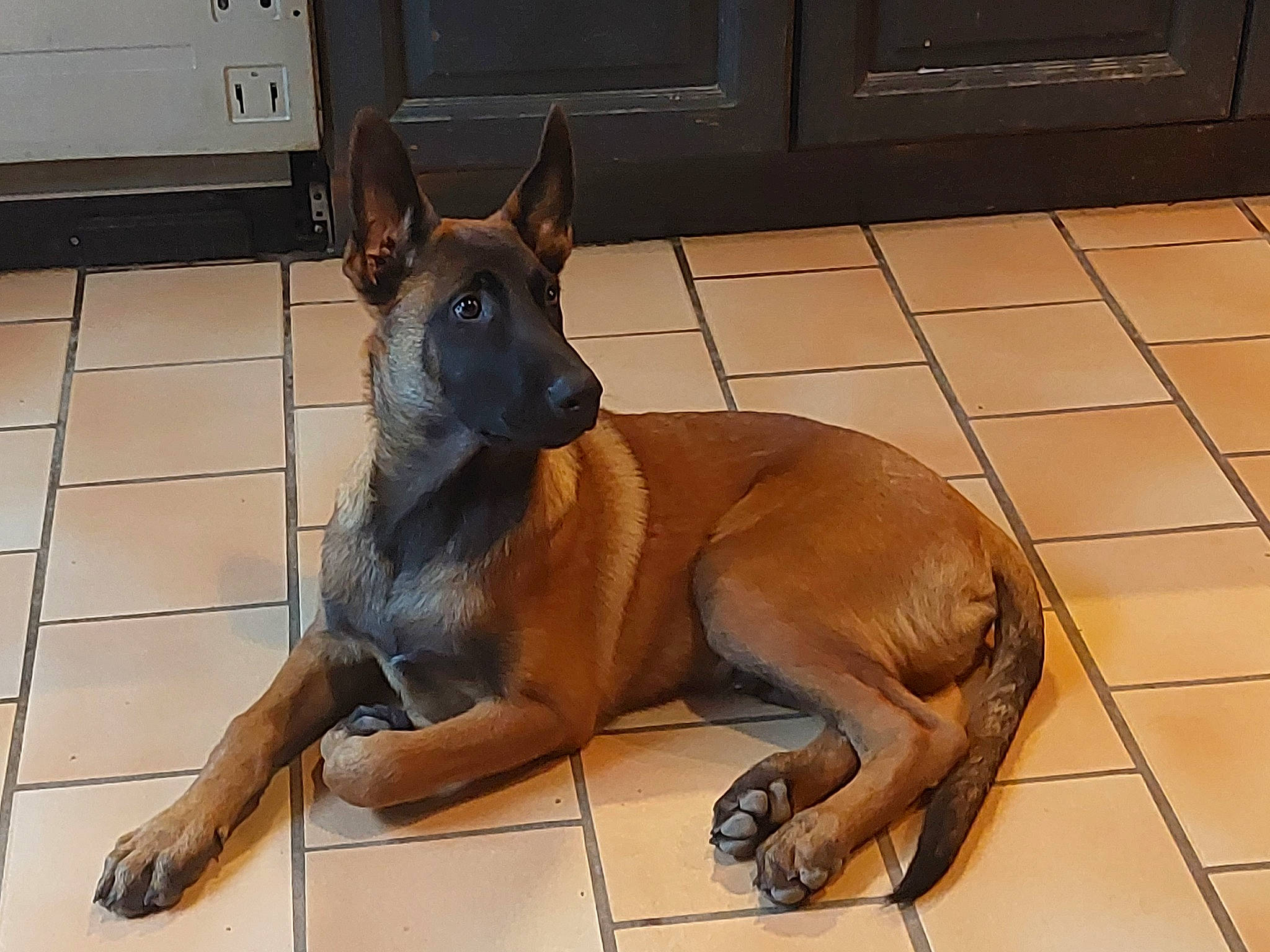 Usher participe au concours pour gagner de l'argent avec cette photo : ancient_dog_breeds, canidae, carnivore, companion_dog, dog, dog_breed, dog_supply, fawn, flooring, liver, paw, pet_supply, snout, sporting_group, tail, terrestrial_animal, tile_flooring, whiskers, working_animal, working_dog