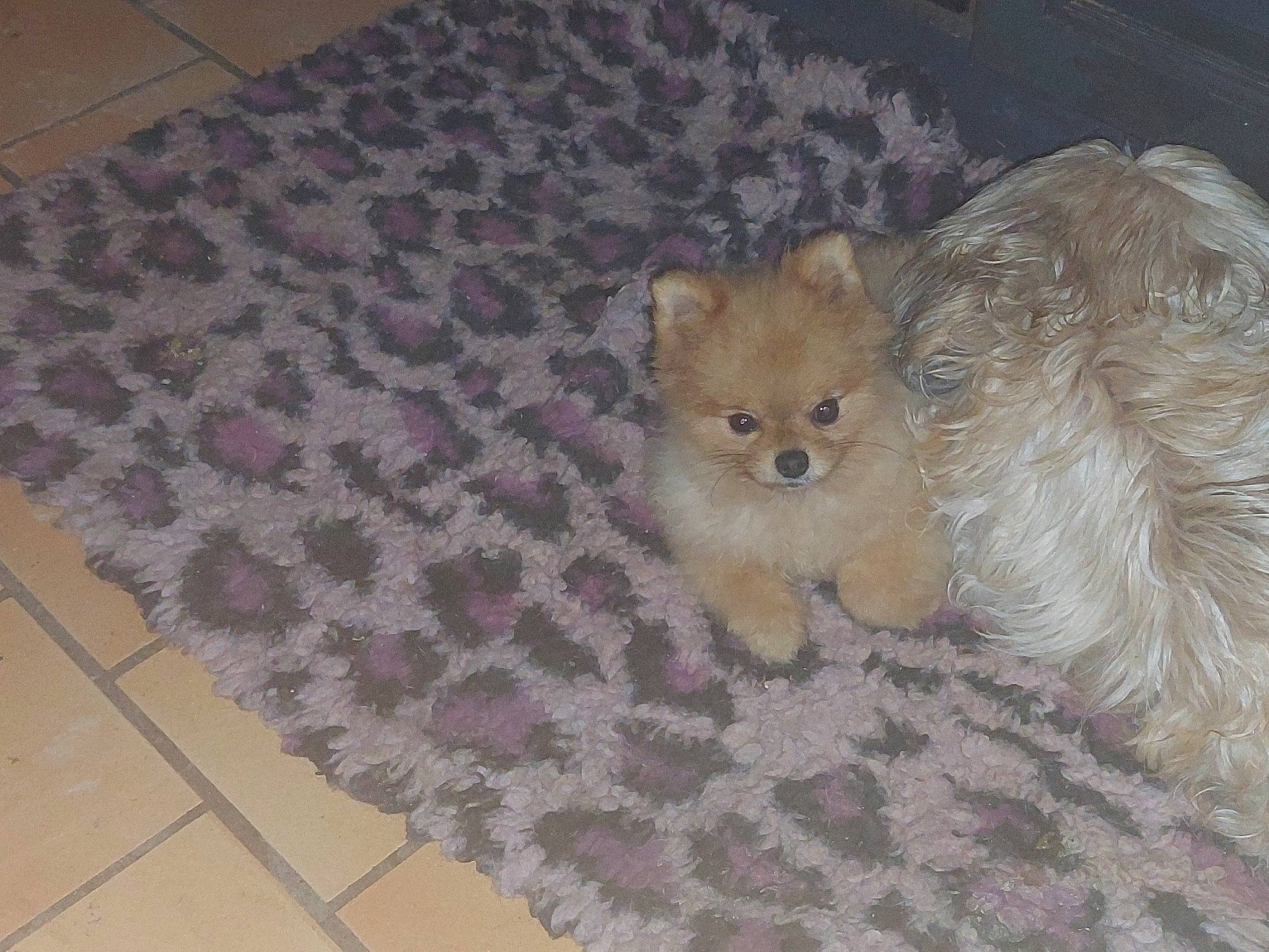 Symba participe au concours pour gagner de l'argent avec cette photo : carnivore, comfort, companion_dog, couch, dog, dog_breed, fawn, flooring, fur, hardwood, pattern, rectangle, snout, spitz, tail, terrestrial_animal, tile_flooring, toy_dog, wood, working_animal