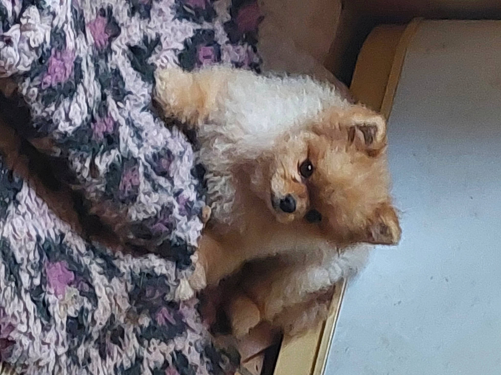 Symba participe au concours pour gagner de l'argent avec cette photo : canidae, carnivore, carton, companion_dog, dog, dog_breed, dog_supply, fawn, felidae, fur, liver, pattern, shipping_box, snout, sporting_group, tail, terrestrial_animal, whiskers, wildlife, working_animal