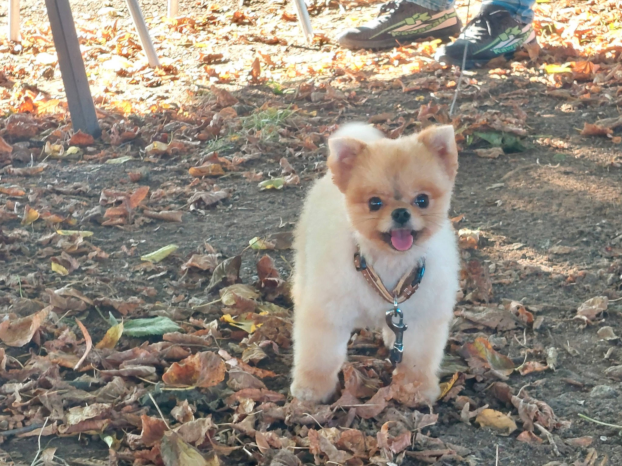 Symba participe au concours pour gagner de l'argent avec cette photo : canidae, carnivore, companion_dog, dog, dog_breed, fawn, felidae, fur, grass, mammal, plant, puppy, snout, soil, sporting_group, tail, terrestrial_animal, tree, vertebrate, whiskers