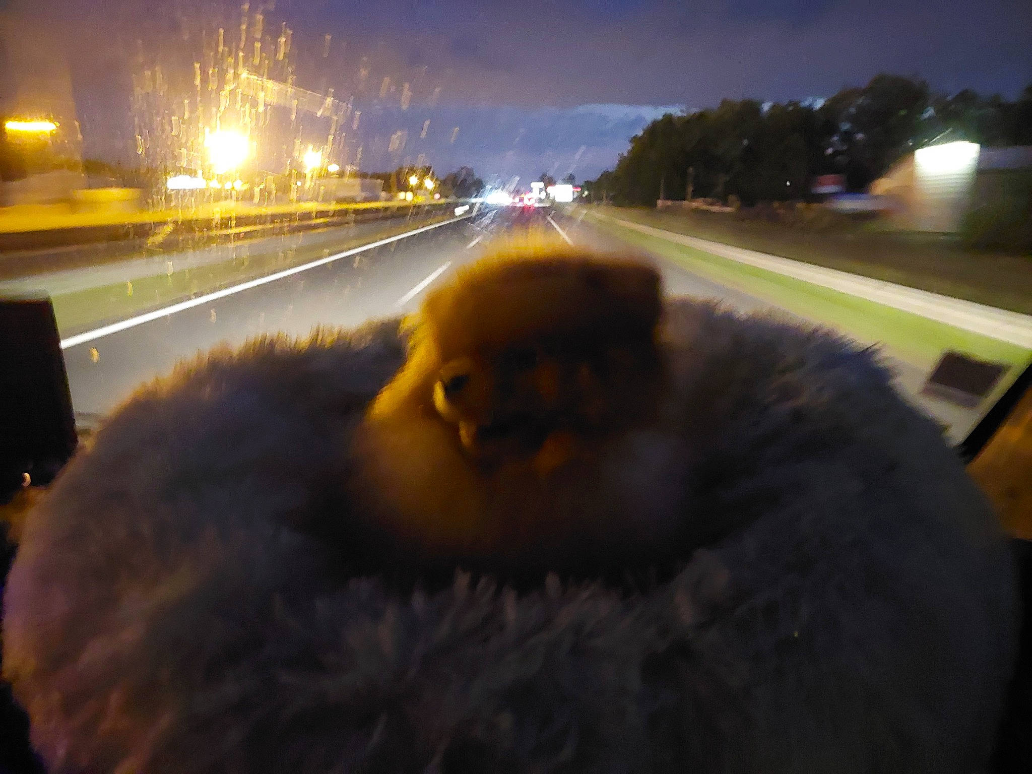 Symba a rejoint le concours — aidez-le/la à gagner de superbes lots ! asphalt, auto_part, automotive_exterior, automotive_lighting, car, headlamp, infrastructure, light, luxury_vehicle, mode_of_transport, motor_vehicle, rear_view_mirror, reflection, road, road_surface, sky, thoroughfare, traffic, vehicle, windshield