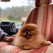 Corinne Valaize a rejoint le concours — aidez-le/la à gagner de superbes lots ! animal, blurred_background, car_seat, closeup, companion, cute, dog, domestic_animal, fluffy, furry, happy, indoor, pet, pomeranian, portrait, seat_cover, sitting, small_dog, tongue_out, vehicle_interior