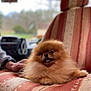 animal, blurred_background, car_seat, closeup, companion, cute, dog, domestic_animal, fluffy, furry, happy, indoor, pet, pomeranian, portrait, seat_cover, sitting, small_dog, tongue_out, vehicle_interior