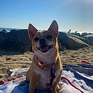 Mousie Amor joined the competition — help win amazing prizes! dog, beach, towel, sunlight, rocks, sand, collar, leash, outdoor, pet, smiling, canine, sunshine, blue_sky, animal, nature, happy, vacation, summer, relaxation