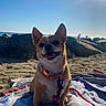 dog, beach, towel, sunlight, rocks, sand, collar, leash, outdoor, pet, smiling, canine, sunshine, blue_sky, animal, nature, happy, vacation, summer, relaxation