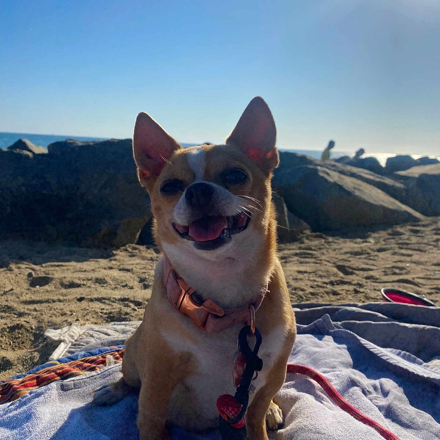 Mousie Amor joined the competition — help win amazing prizes! dog, beach, towel, sunlight, rocks, sand, collar, leash, outdoor, pet, smiling, canine, sunshine, blue_sky, animal, nature, happy, vacation, summer, relaxation