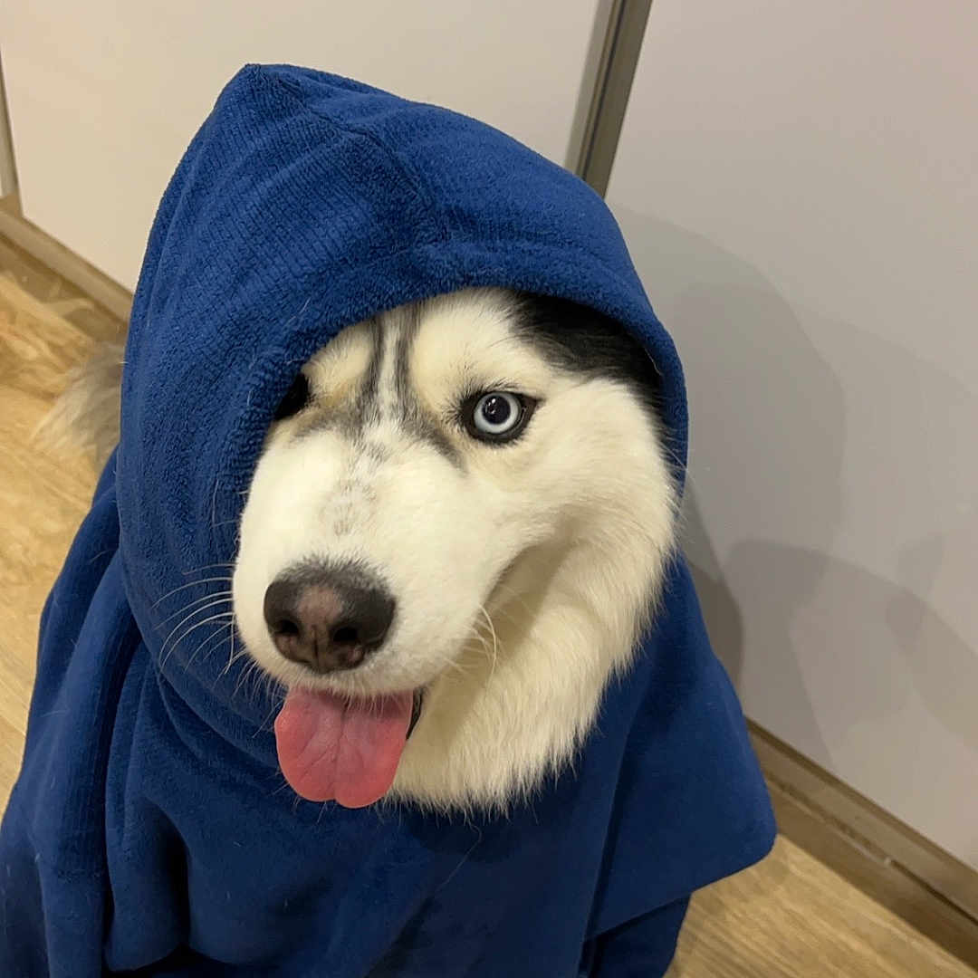 Huky a rejoint le concours — aidez-le/la à gagner de superbes lots ! animal, blanket, canine, clothing, dog, eskimodog, hardwood, hat, hood, hoodie, hound, husky, knitwear, person, pet, puppy, sweater, sweatshirt, towel, wood
