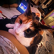 Torta is registered to the contest to win money with this photo: arm, bed, bedroom, blanket, calico_cat, cat_face, close_up, closet, clothes, cozy, dresser, feet, indoor, legs, person, pet, rug, striped_socks, tablet, video_screen
