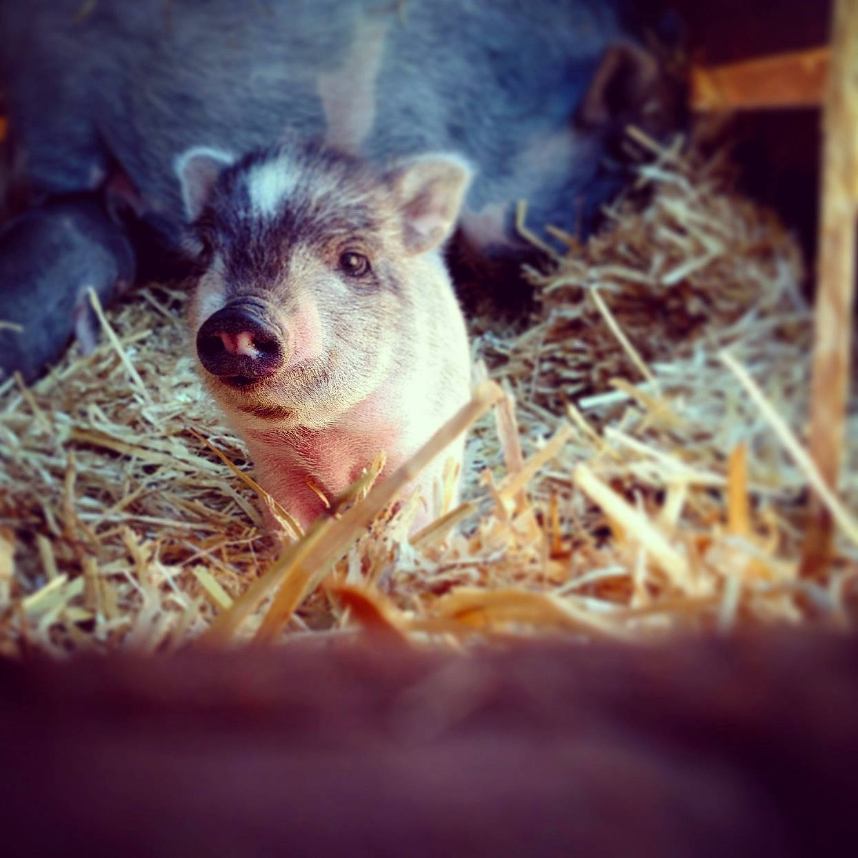 Bacon Bit is registered to the contest to win money with this photo: child, domestic_pig, ear, eye, fawn, fur, grass, livestock, mammal, nose, peccary, plant, sky, snout, straw, suidae