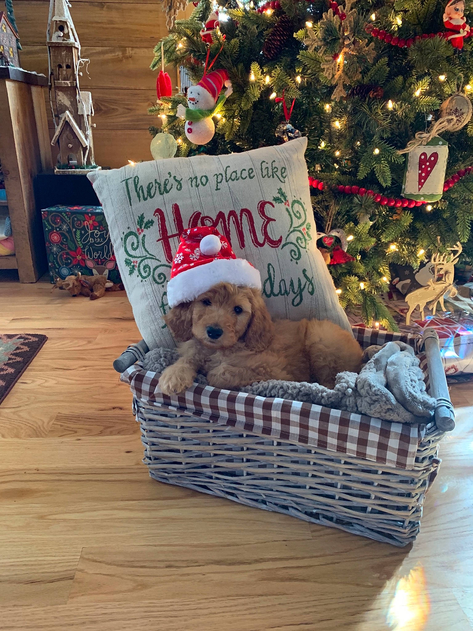 Opie is registered to the contest to win money with this photo: basket, canidae, carnivore, christmas, christmas_decoration, christmas_eve, christmas_tree, cockapoo, companion_dog, dog, dog_breed, holiday, home, home_accessories, morkie, present, puppy, sporting_group, toy_dog, wicker