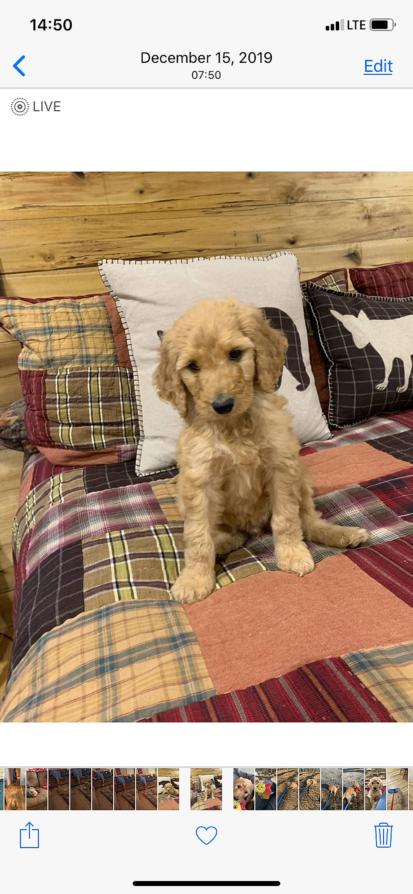 Opie is registered to the contest to win money with this photo: beige, canidae, carnivore, cockapoo, companion_dog, dog, dog_bed, dog_breed, fawn, golden_retriever, goldendoodle, labradoodle, mammal, miniature_poodle, poodle, puppy, schnoodle, sporting_group, toy_poodle, vertebrate