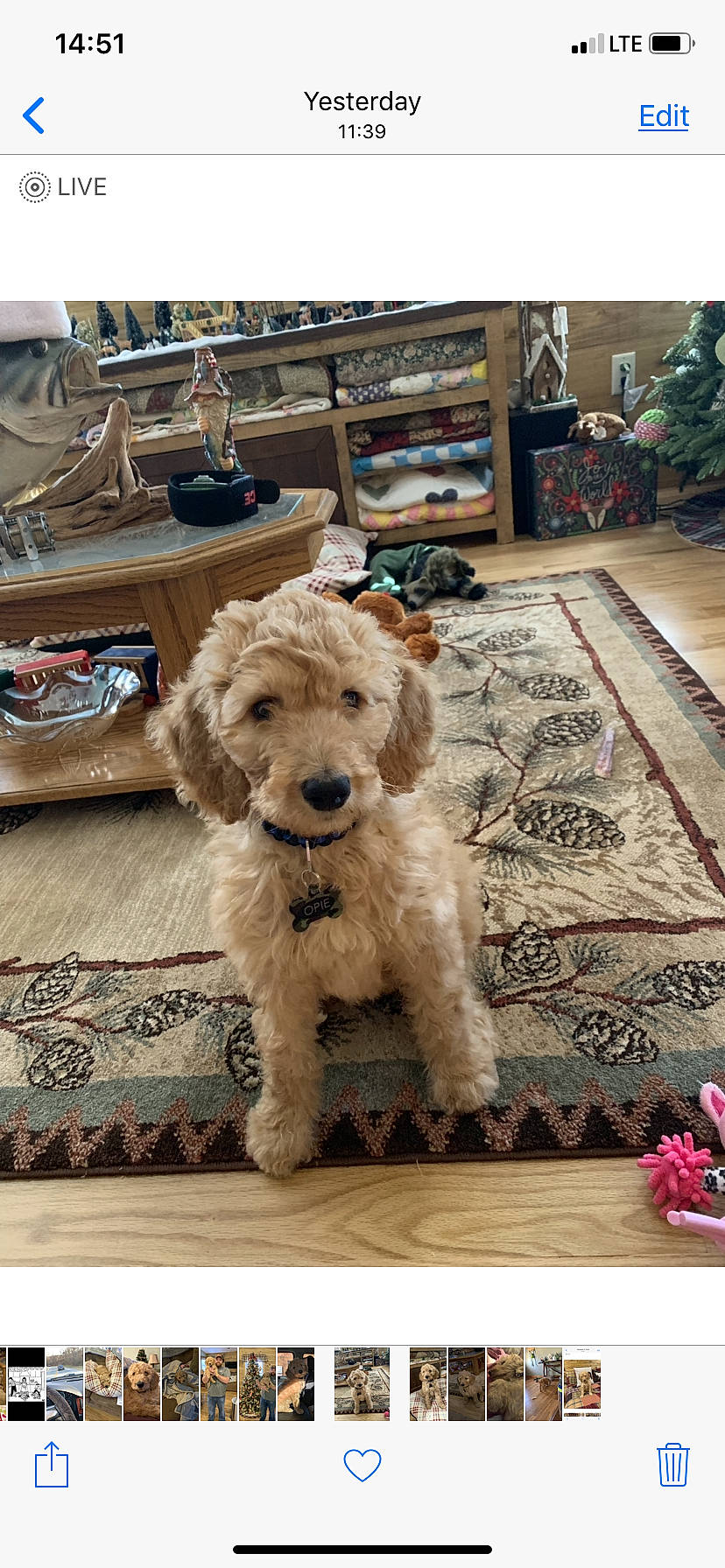 Opie joined the competition — help win amazing prizes! canidae, carnivore, cockapoo, companion_dog, dog, dog_breed, goldendoodle, labradoodle, mammal, miniature_poodle, non_sporting_group, poodle, poodle_crossbreed, puppy, rare_breed_dog, sporting_group, terrier, toy_poodle, vertebrate