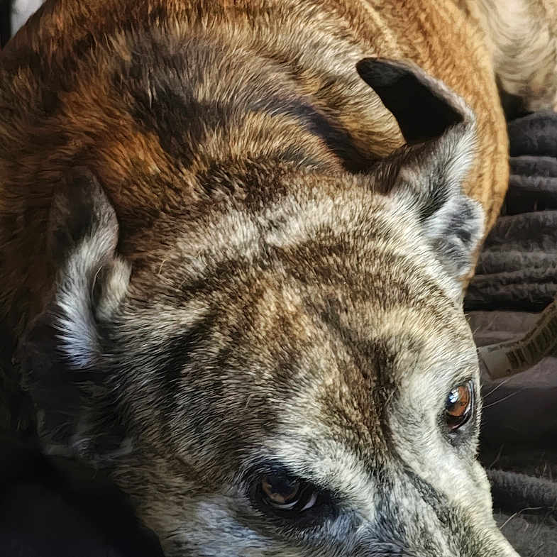 𝑁𝖔𝑍𝖊𝖊𝑁𝖔𝑍𝖊 joined the competition — help win amazing prizes! dog, brindle, lying_down, blanket, indoors, pet, canine, resting, shelf, clutter, household_items, fur, paw, face, ears, eyes, domestic_animal, portrait, cozy, relaxed