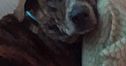 𝑁𝖔𝑍𝖊𝖊𝑁𝖔𝑍𝖊 is registered to the contest to win money with this photo: animal, bed, brindle, canine, comfortable, companion, couch, dog, domestic, ears, face, fur, furniture, indoor, looking, pet, pillow, relaxed, resting, snout