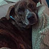 𝑁𝖔𝑍𝖊𝖊𝑁𝖔𝑍𝖊 is registered to the contest to win money with this photo: dog, brindle, indoor, couch, pillow, resting, pet, canine, fur, animal, relaxed, looking, comfortable, bed, domestic, companion, face, ears, snout, furniture