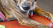 𝑁𝖔𝑍𝖊𝖊𝑁𝖔𝑍𝖊 is registered to the contest to win money with this photo: dog, brindle, leash, bus_seat, orange_seat, public_transport, animal, pet, indoors, resting, looking, canine, seat, floor, sunlight, shadow, collar, waiting, transportation, casual