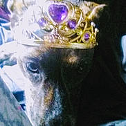𝑁𝖔𝑍𝖊𝖊𝑁𝖔𝑍𝖊 joined the competition — help win amazing prizes! accessory, animal, brown_dog, canine, closeup, crown, cute, decorative, dog, domestic_animal, face, furry, headwear, indoor, jewels, looking_down, pet, portrait, resting, tiara