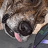 𝑁𝖔𝑍𝖊𝖊𝑁𝖔𝑍𝖊 joined the competition — help win amazing prizes! dog, sleepy, tongue_out, close_up, resting, brown_fur, canine, pet, animal, face, expression, indoor, fabric, colorful, texture, relaxed, cute, funny, portrait, companion