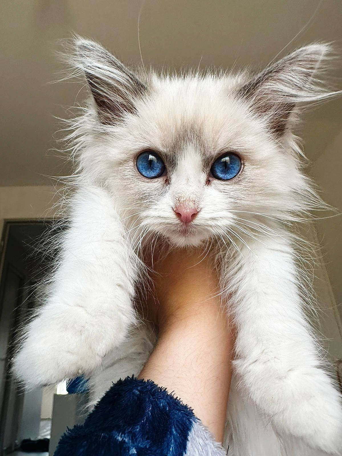Luffy participe au concours pour gagner de l'argent avec cette photo : british_longhair, carnivore, cat, claw, comfort, domestic_short_haired_cat, electric_blue, eye, fashion_accessory, felidae, foot, fur, gesture, paw, photo_caption, small_to_medium_sized_cats, snout, tail, whiskers