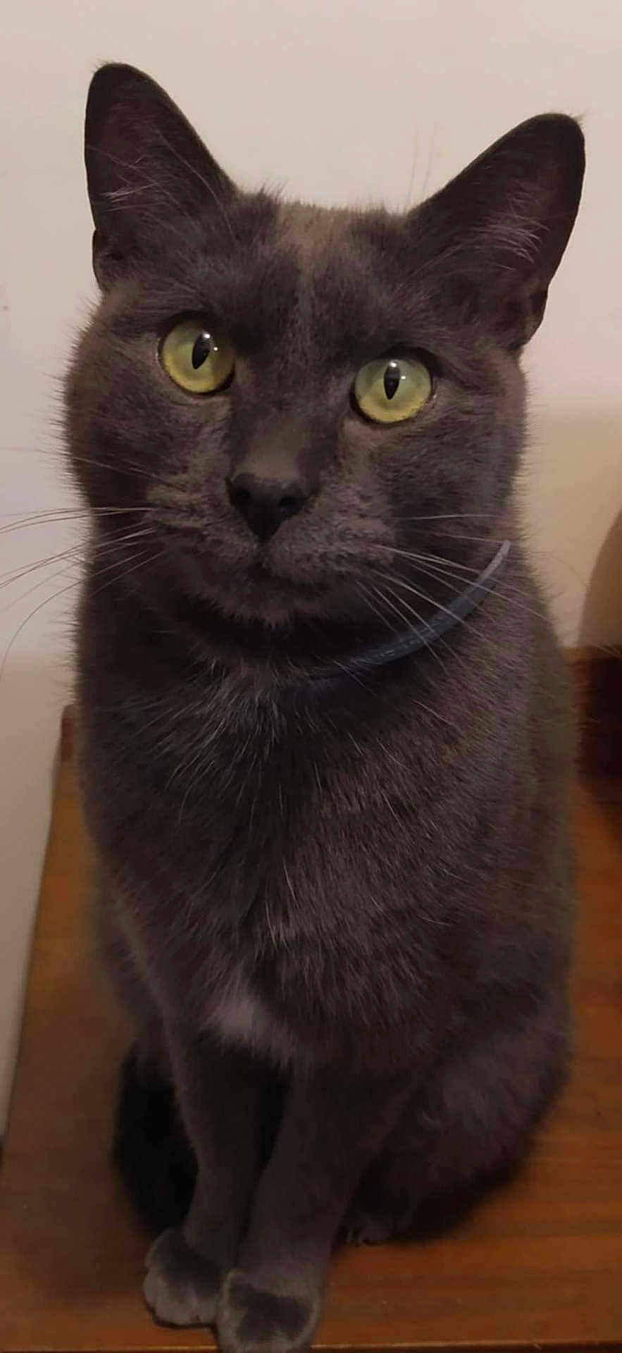 Bibi participe au concours pour gagner de l'argent avec cette photo : cat, gray_cat, pet, animal, feline, green_eyes, sitting, close_up, whiskers, ears, fur, indoor, wooden_surface, curious, domestic_animal, portrait, face, nostrils, paws, quiet