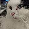 Réglisse participe au concours pour gagner de l'argent avec cette photo : alert, animal, black_and_white, cat, close_up, ears, face, fluffy, fur, furry, green_eyes, indoors, long_hair, pet, pink_nose, portrait, smartphone_camera, staring, television, whiskers