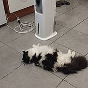 Réglisse participe au concours pour gagner de l'argent avec cette photo : animal, appliance, black_and_white, cabinet, cat, electrical_cable, floor, fluffy, furniture, home, indoor, kitchen, longhaired, lying_down, pet, photography, relaxed, sleeping, tile, tower_fan