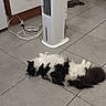 animal, appliance, black_and_white, cabinet, cat, electrical_cable, floor, fluffy, furniture, home, indoor, kitchen, longhaired, lying_down, pet, photography, relaxed, sleeping, tile, tower_fan