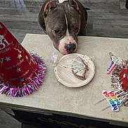 Delilah joined the competition — help win amazing prizes! dog, birthday, cake, party_hat, table, plastic_wrap, sprinkles, floor, celebration, pet, animal, festive, curious, indoor, looking, brown_dog, birthday_candle, happy_birthday_sign, party_decor, food