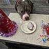 dog, birthday, cake, party_hat, table, plastic_wrap, sprinkles, floor, celebration, pet, animal, festive, curious, indoor, looking, brown_dog, birthday_candle, happy_birthday_sign, party_decor, food