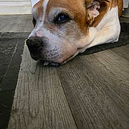 Samson is registered to the contest to win money with this photo: dog, brown_and_white, lying_down, floor, wooden_floor, close_up, pet, canine, indoors, resting, animal, fur, ears, nostrils, snout, quiet, calm, domestic_animal, companion, relaxed