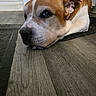 dog, brown_and_white, lying_down, floor, wooden_floor, close_up, pet, canine, indoors, resting, animal, fur, ears, nostrils, snout, quiet, calm, domestic_animal, companion, relaxed